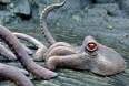 Kraken Paint2