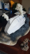 Dropship 29